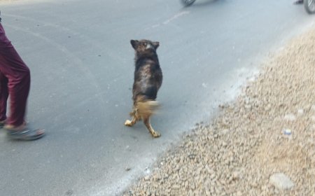 नगर निगम की मनमानी: लाखों रुपए भी हो रहे बर्बाद, ज्यादा काट रहे हैं कुत्ते