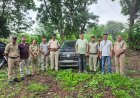 कालूखेड़ा पुलिस की बड़ी कार्रवाई : ढाई करोड़ की 2.495 किलो MD ड्रग्स की खेप जब्त : चार आरोपियों पर मामला दर्ज : सभी फरार