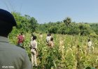 रतलाम : खेत में उगा रखा था गांजे का बगीचा: पुलिस ने 127 पौधे किए जब्त : 17 किलो से ज्यादा गांजा बरामद : दो आरोपी गिरफ्तार