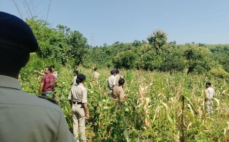 रतलाम : खेत में उगा रखा था गांजे का बगीचा: पुलिस ने 127 पौधे किए जब्त : 17 किलो से ज्यादा गांजा बरामद : दो आरोपी गिरफ्तार