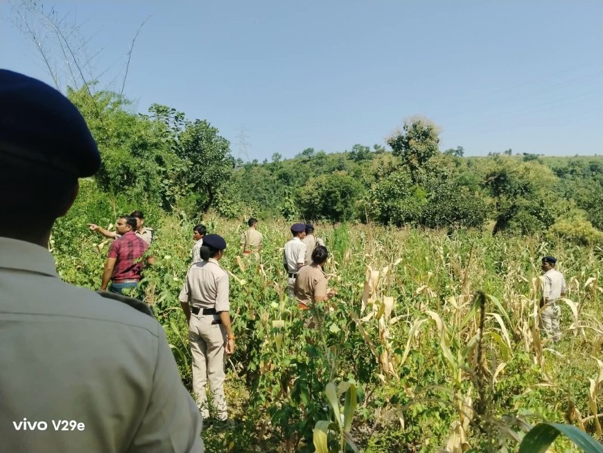 रतलाम : खेत में उगा रखा था गांजे का बगीचा: पुलिस ने 127 पौधे किए जब्त : 17 किलो से ज्यादा गांजा बरामद : दो आरोपी गिरफ्तार